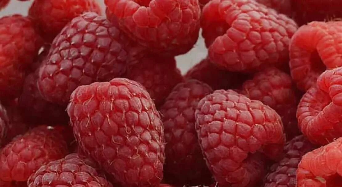 Новинка 2020. Летний сорт малины СОКОЛИЦА. Крупная ягода с фантастическим вкусом