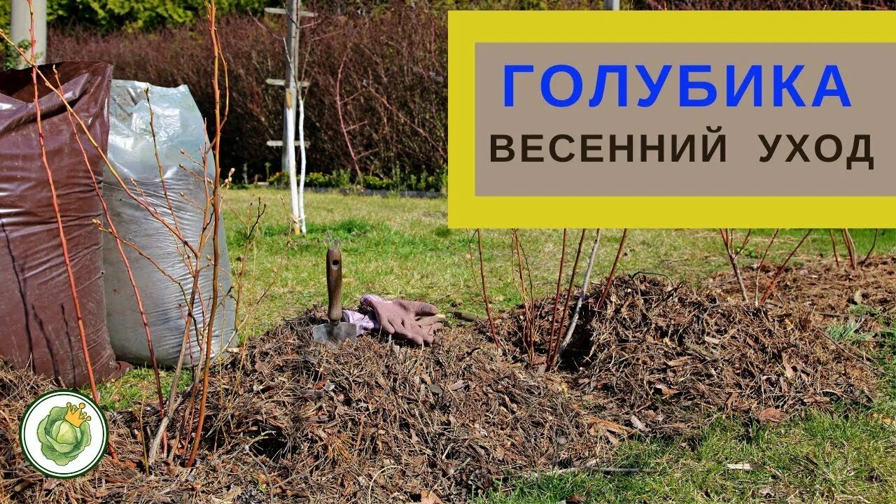 Уход за голубикой весной