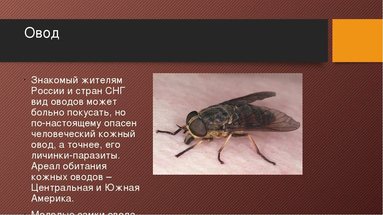 Овод насекомое личинка. Овод усоклей. Овод насекомое ареал. Овод в России ареал. Рассказы сергея овода читать новые