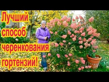 Укореняем гортензию метельчатую черенками осенью