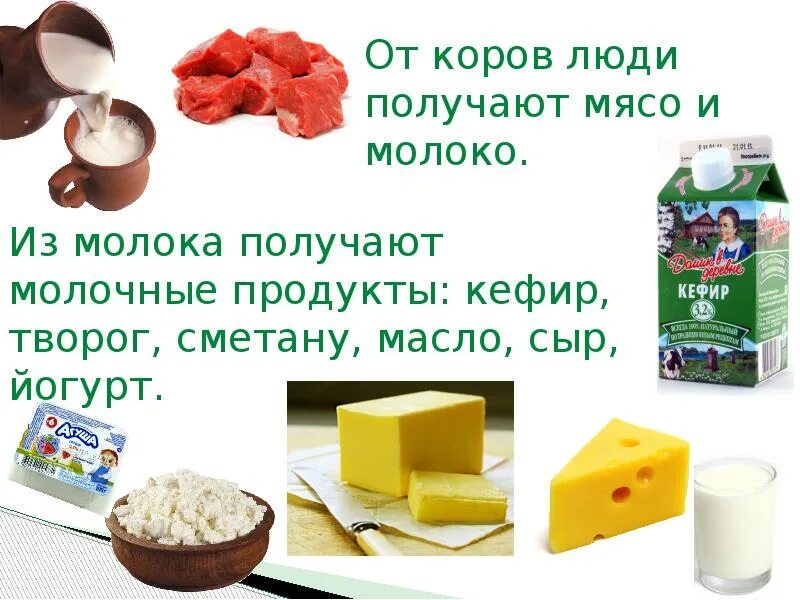 Можно хомякам творог. Польза коровы для человека. Польза от коровы. Продукция получаемое от коров. Продукты получаемые из молока.