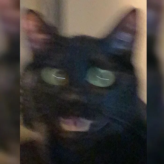 Смазанные коты. Размазанные смешные коты. смешные размытые коты. размытый кот мем. мем расплывчатый кот.