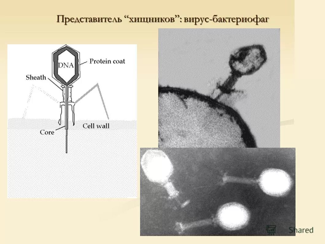посев кала на чувствительность к бактериофагам. вирус бактериофаг. после приема бактериофага. бактериофаг стафилококковый поливалентный дизентерийный. метод фаготипирование стафилококка,.
