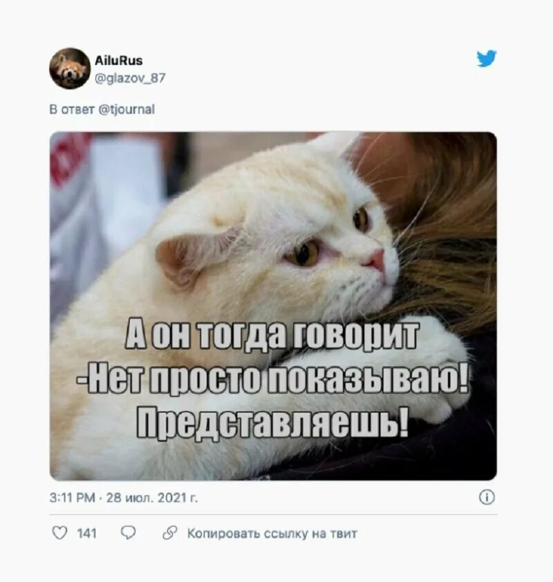 Котики. Вы Рыбов продаете Мем. Мемы про котов. Мемы про котов красивое.