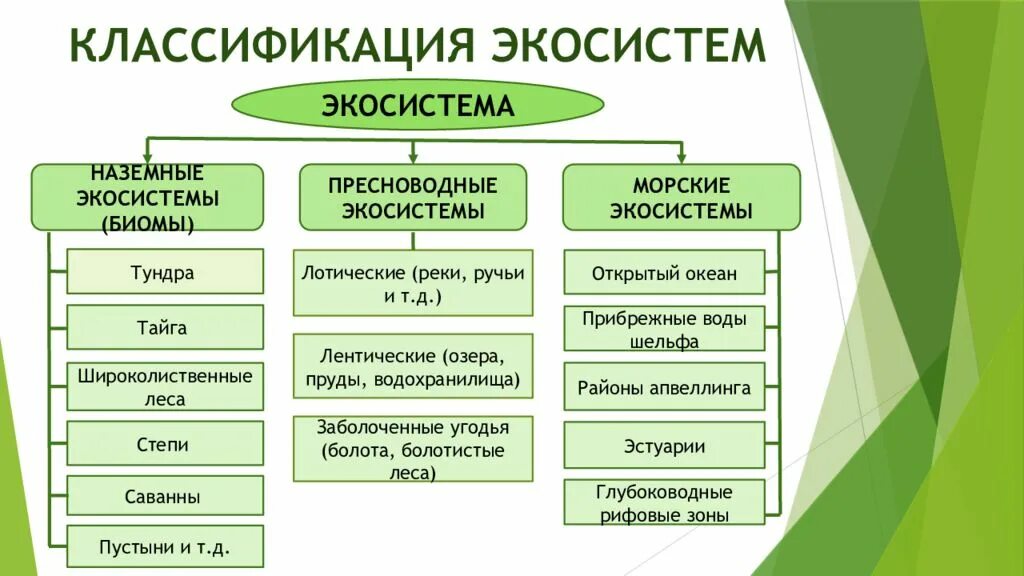 Классификация экологических систем. Структура и типы экосистем. Основные типы экосистем. Классификация экосистем схема. 3 примера экологии