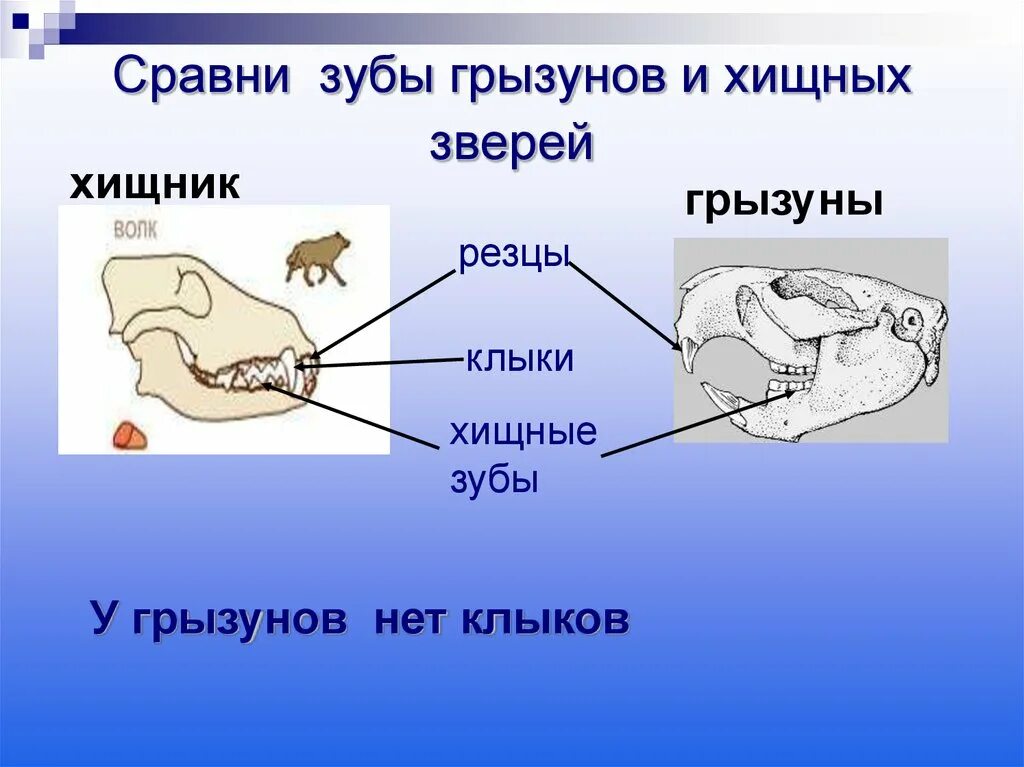 Какие зубы у грызунов. Зубная система грызунов млекопитающих. Строение зубов грызунов. Схема зубов грызунов. Отряд Грызуны зубы.