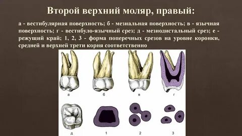 Первый левый моляр