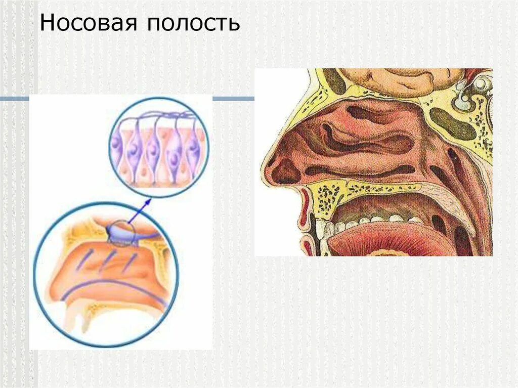 Полость носа анатомия строение кости. Носовые ходы анатомия. Анатомия носа человека. Хоаны в носовой полости. Форма полости носа.