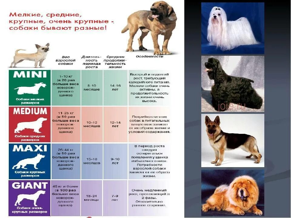 Крупные средние и мелкие породы собак таблица. Собаки по породам. Собаки средних и крупных пород. Средняя порода собак.