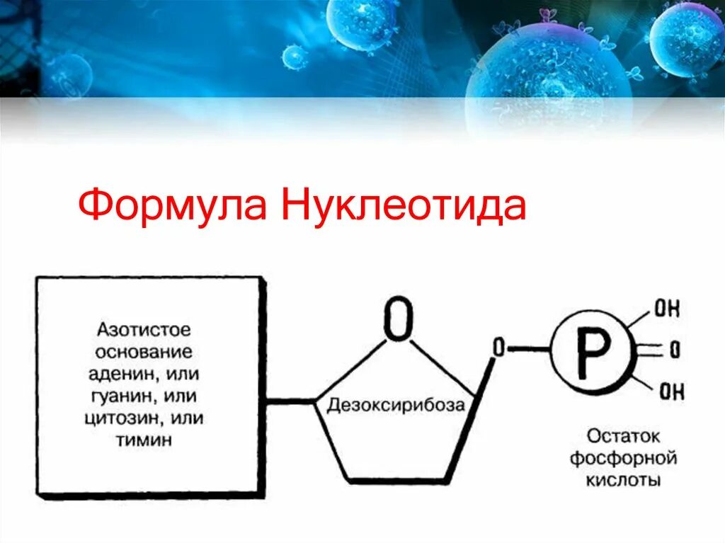 Формулы нуклеотидов. Формула нуклеотида ДНК. Нуклеотид+ортофосфорная кислота. Остаток фосфорной кислоты ДНК формула. Остаток фосфорной кислоты в нуклеотидах.