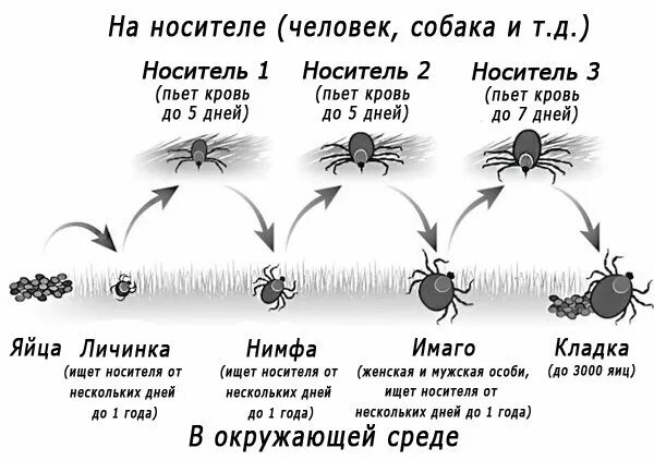 Как размножаются клещи в природе. Жизненный цикл клещей. фазы развития клеща. клещи этапы развития.