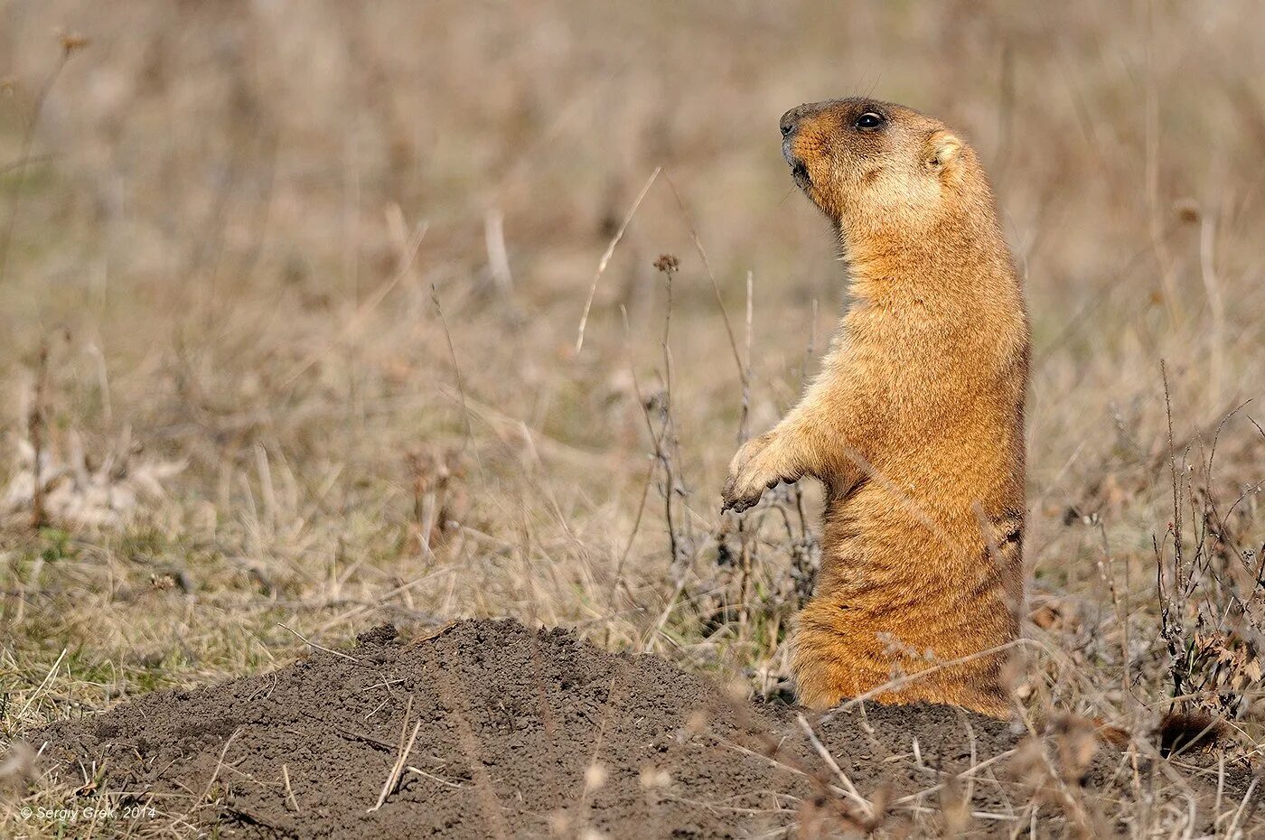 Степной сурок Байбак. Сурок Степной, Байбак (Marmota Bobak). Сурок-Байбак в Ростовской области. Суслик Байбак в Ростовской области. Кто такой байбак