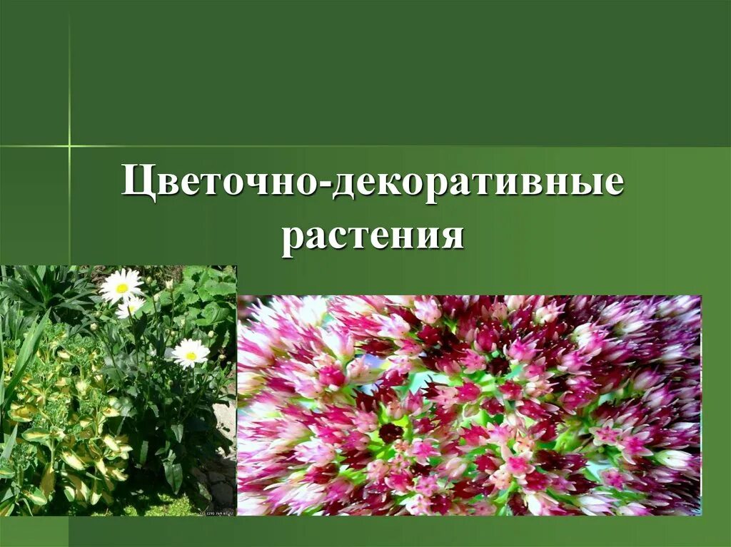 Декоративные культурные растения. Цветочно-декоративные растения. Декоративные культуры названия. Презентация на тему цветы. Сообщение на тему декоративные растения