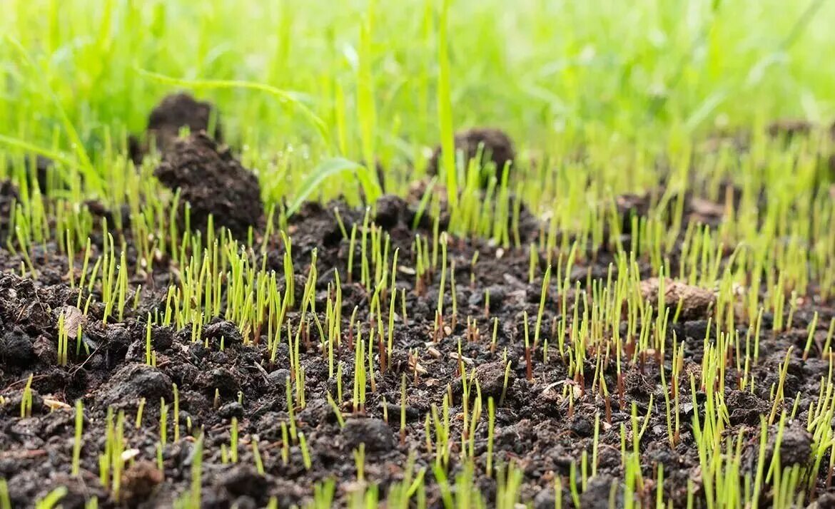 В какую почву лучше сажать. Семена газонных трав Lawn grass Seeds. Всходы газона. Посев газона. Всходы травы.