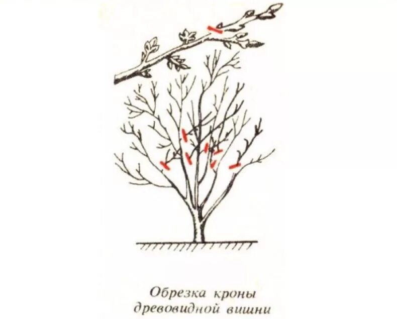 Как обрезать молодую черешню. Правильная обрезка вишни осенью схема. Обрезка черешни зимой. Обрезка вишни и черешни весной. Кустовидная вишня формировка.