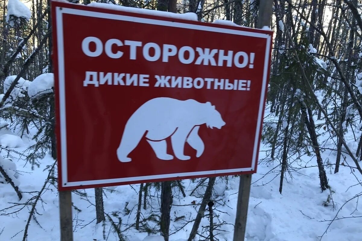 Медвежонок осторожно. Осторожно медведи объявление. Осторожно медвежонок осторожно. Медвежонок осторожно. Осторожно дикие животные.