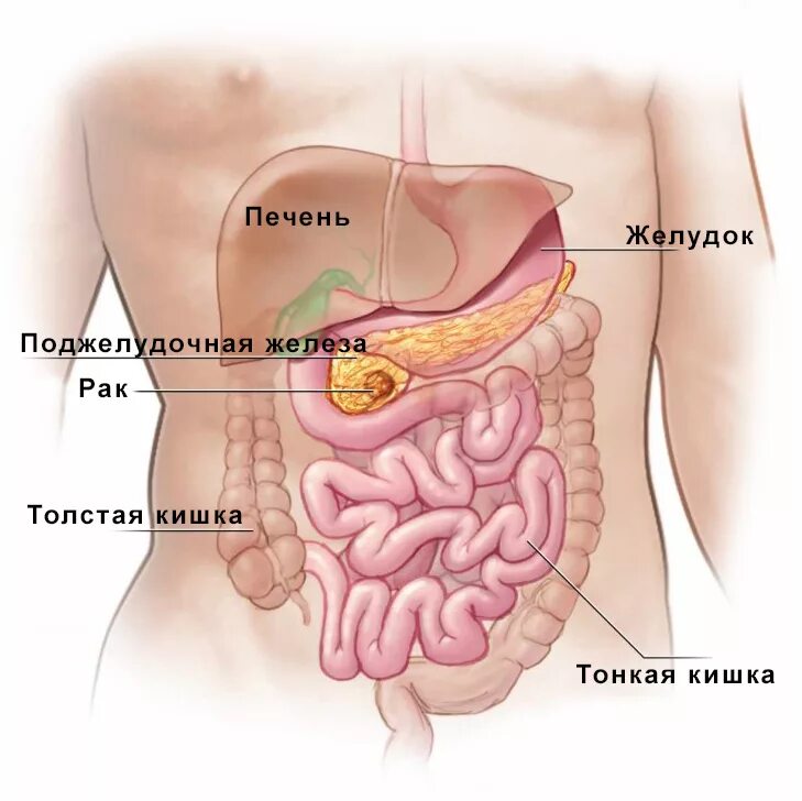 Органы брюшной полости поджелудочная железа. Где находится поджелудочной железы в организме человека. Строение человека внутренние органы поджелудочная. Внутренние органы человека поджелудочная железа схема расположения. В каком боку печень