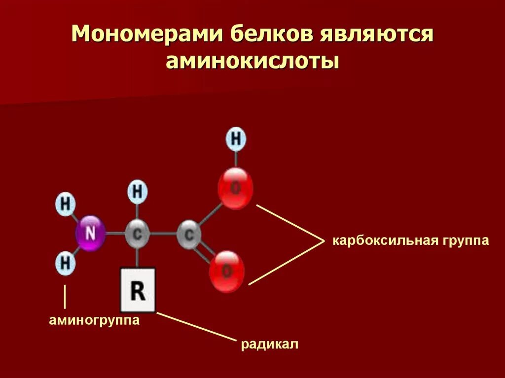 Соединение мономеров белка. Строение белковых мономеров аминокислот. Строение аминокислоты мономеры. Белки строение мономера. Мономерами белков являются аминокислоты.