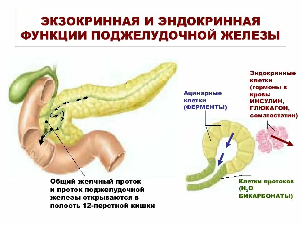 Ферменты 12 перстной. Экзокринная и эндокринная функция поджелудочной железы. Секреторная функция поджелудочной железы. Функции экзокринной и эндокринной частей поджелудочной железы. Выделительная функция поджелудочной железы.