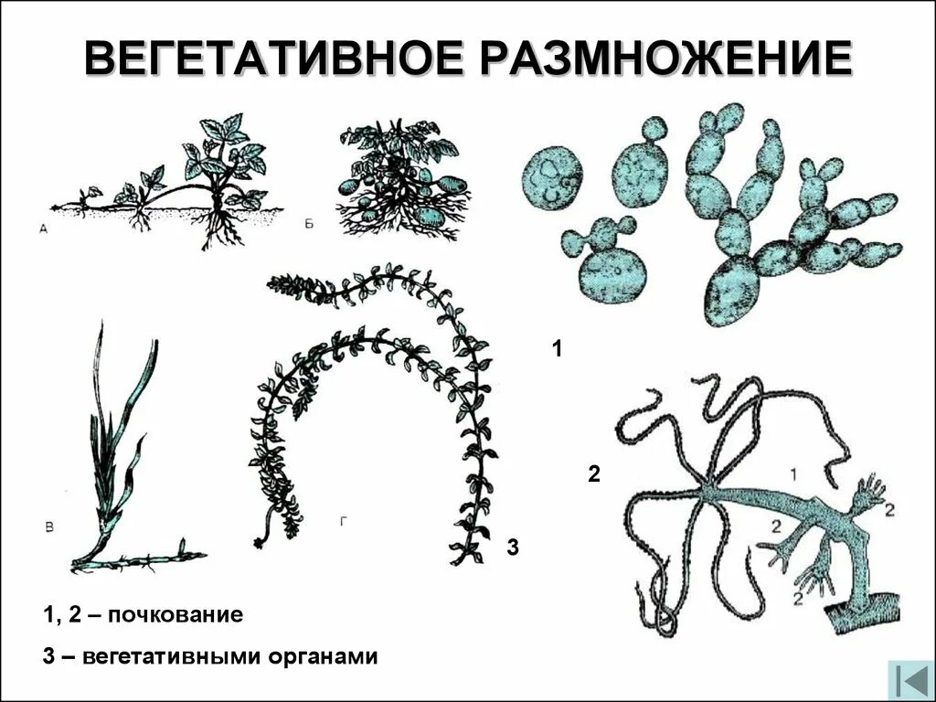 Вегетативное размножение грибов схема. Вегетативное размножение почкование. Вегетативное размножение животных почкование. Размножение грибов вегетативным способом схема. Вегетативное размножение осуществляется путем деления мицелия