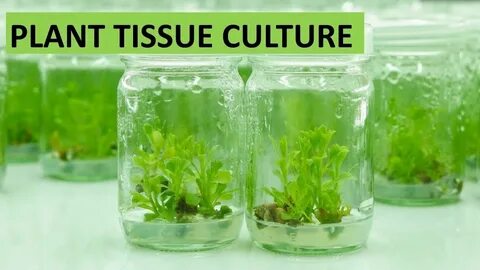 In vitro