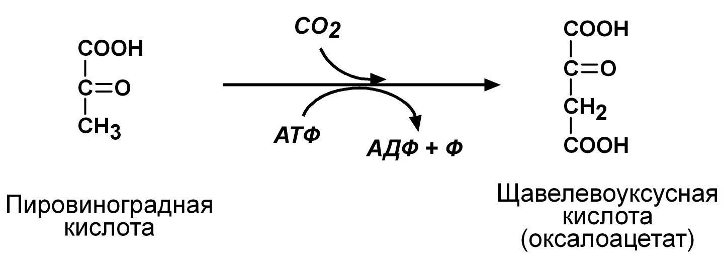 Образование щук из пирувата. Механизм синтеза щук.. Пировиноградная кислота образуется из. Пировиноградная кислота формула и щук.