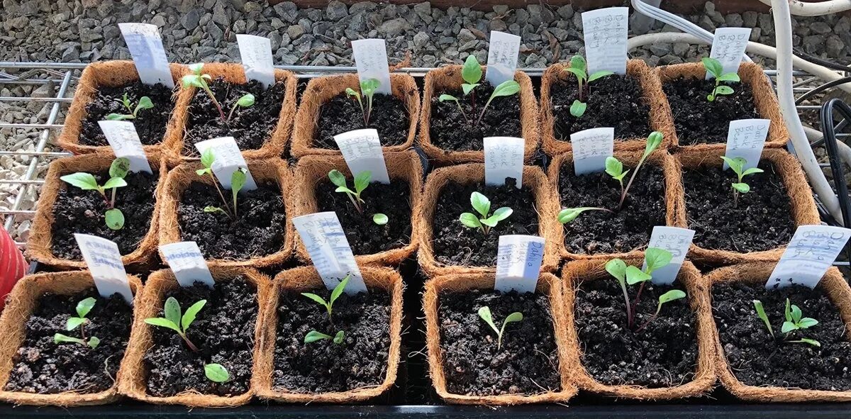 турецкая гвоздика пикировка рассады. гвоздика травянка рассада. гвоздика турецкая жоржетта. гвоздика шабо многолетняя семена. когда сажать гвоздики.