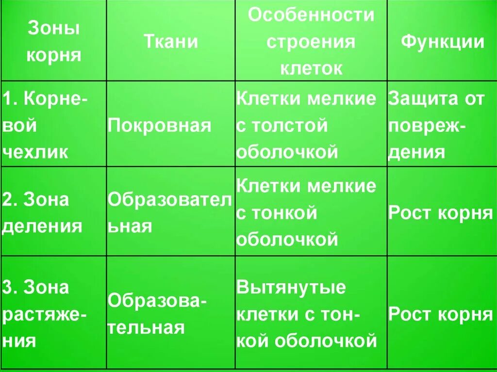 Строение корня таблица. Особенности строения корня растения. Особенности строения клеток зон корня. Внутреннее строение корня таблица. Биология 6 класс таблица корни