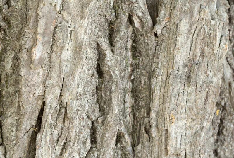 Волокна из коры липы сканворд. Волокна из коры липы сканворд. Волокна из коры липы сканворд. Лубяные волокна коры липы. Волокна из коры липы сканворд.