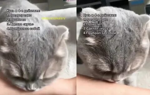 Женщина показала кота