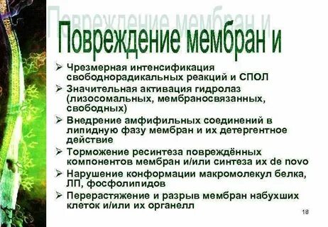 Механизмы повреждения мембран клеток