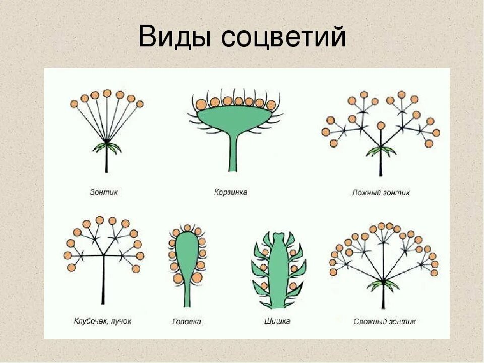 Соцветие сложный початок. Соцветие кистевидная корзинка. Соцветия 5 класс биология. Соцветие полузонтик. Схема типов соцветий.