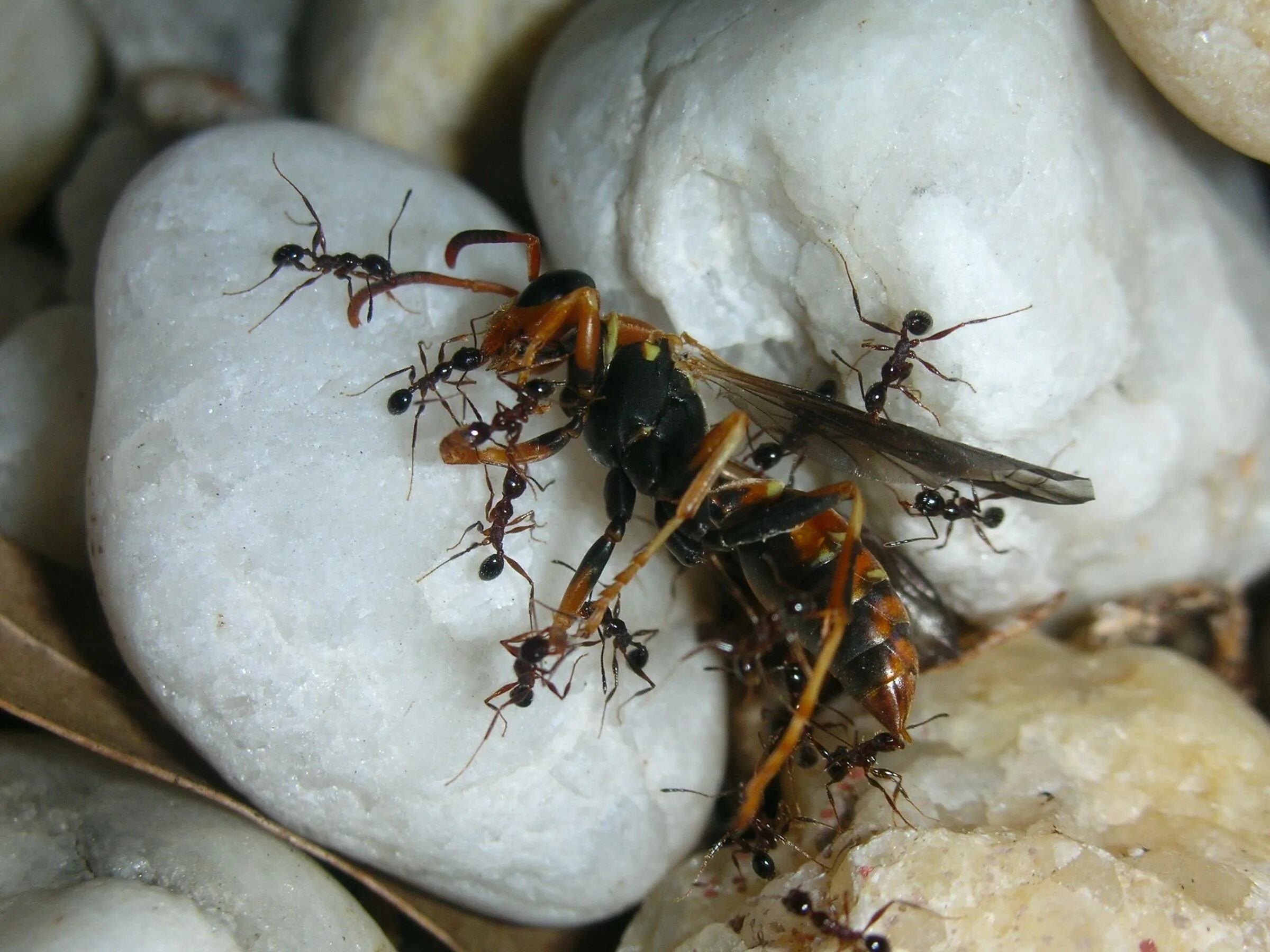 Муравей Эцитон. Гигантский муравей. Насекомые гигантский муравей. Муравьи гиганты.