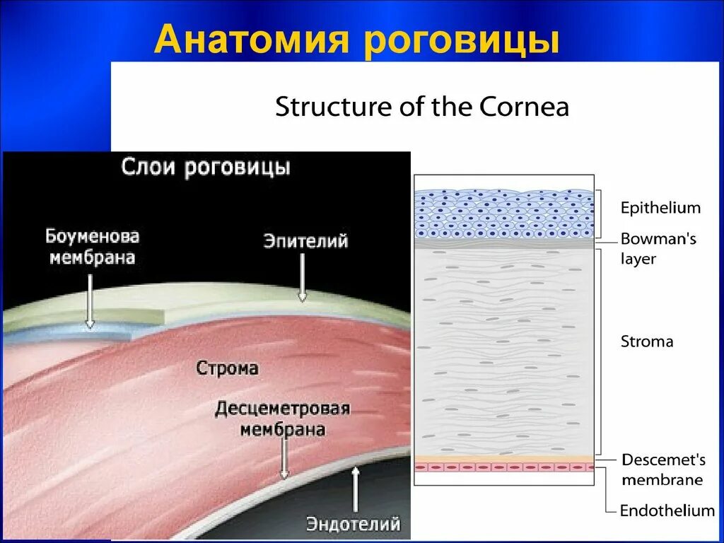 Строение роговицы. Слои роговицы. Строение роговицы слои. Послойное строение роговицы. Роговица характеристика