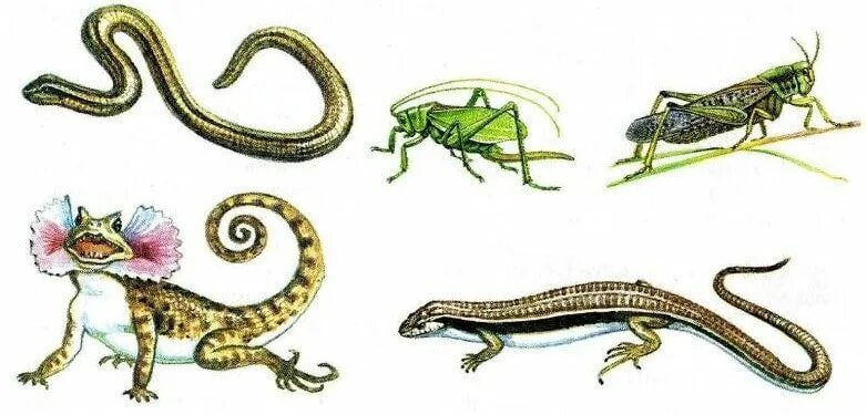 Холоднокровные животные примеры. Позвоночные пресмыкающие. Пресмыкающиеся холоднокровные. Пресмыкающиеся холоднокровные животные. Холоднокровные и теплокровные позвоночные животные.