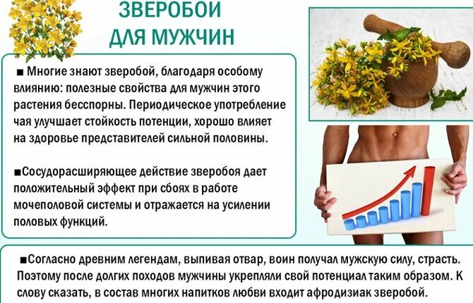 Зверобой для мужчин. Зверобой для чего используется. Растения для мужской потенции. Зверобой растение лечебные. Растения полезные для потенции.