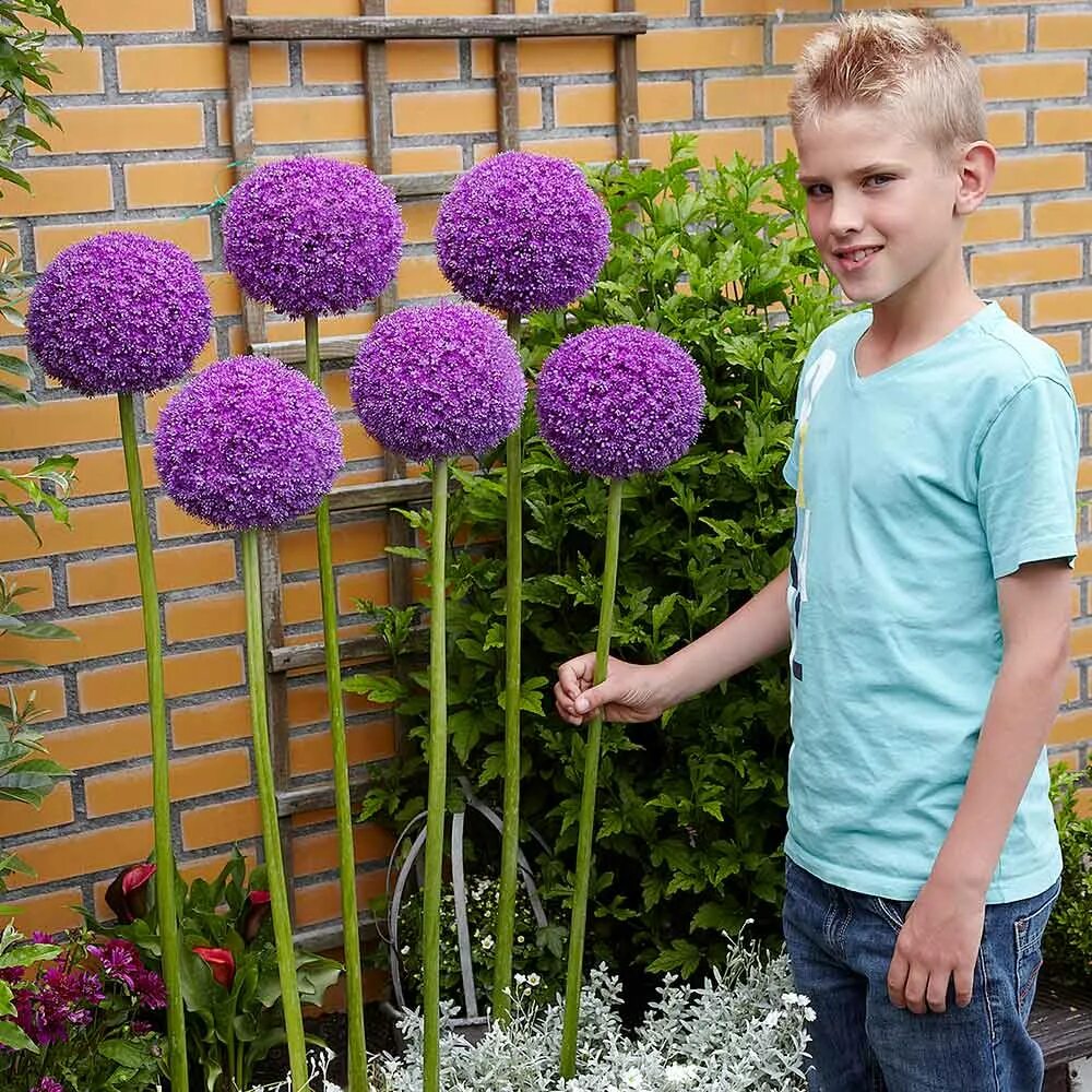 аллиум исполинский (лук гигантский). аллиум амбассадор. лук аллиум гигант. аллиум гладиатор. лук аллиум гигант.