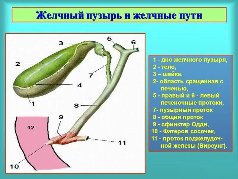 Для желчного пузыря характерно