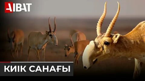 КСРО-ның жалаңаш қыздарының суреттері