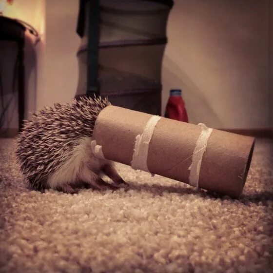 Animals inside. Hedgehog Roll. The Hedgehog смешно.