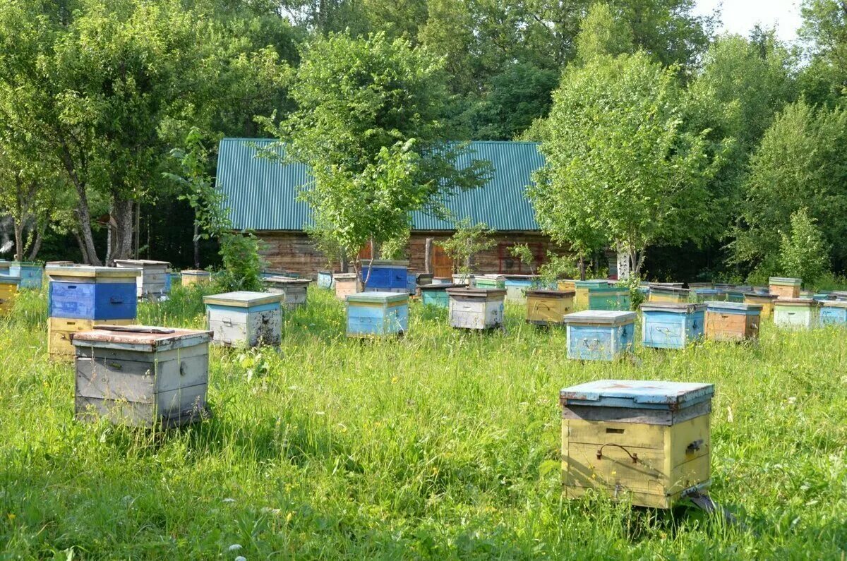 Температура улья пчел. Улей на пасеке. Пасека Крюкова. Пасекалудорвай. Пасека в Башкирии.