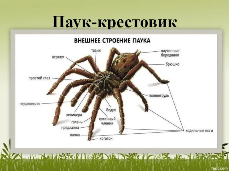 Глаз брюшко хитиновый покров паутинная бородавка. Внешнее строение паука крестовика. Внешнее строение паука крестовика рисунок. Пищеварительная система паука схема. Глаз брюшко хитиновый покров паутинная бородавка.