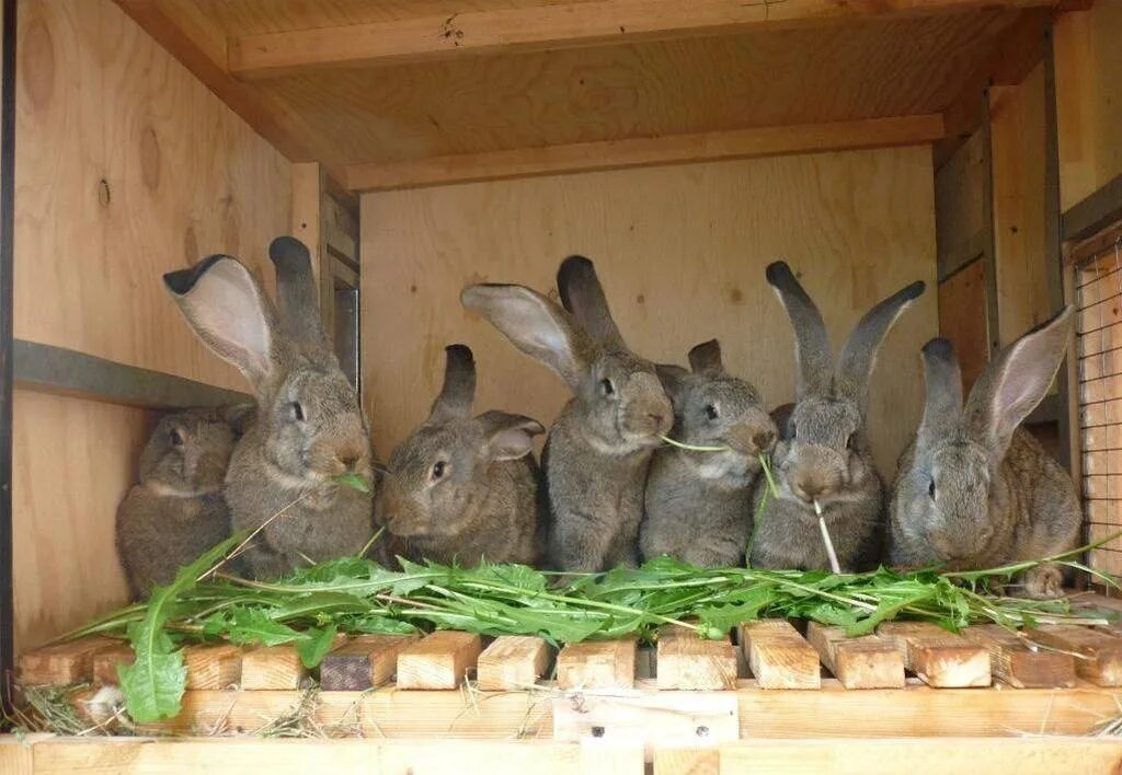 Где сейчас кролик. Клетки для кроликов Фландр. Кролик Фландр. Клетки для кроликов великанов фландеров. Ферма кроликов.
