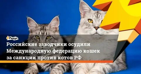 Введи кошку