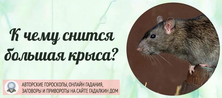 К чему снятся крысы мыши мужчине