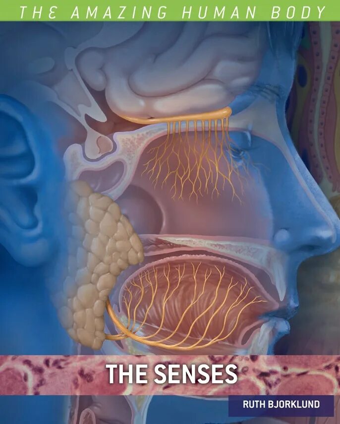 Sense of Human. The senses. Sense of Human обложка. Sense of Human перевод.