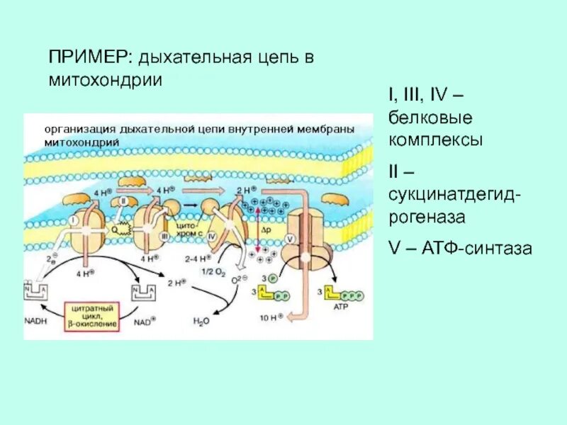 Последовательность образования атф в митохондриях. Второй комплекс дыхательной митохондриальной цепи. Схема структура дыхательной цепи митохондрий. Схема дыхательной цепи митохондрий биохимия. Электрон-транспортная цепь митохондрий.