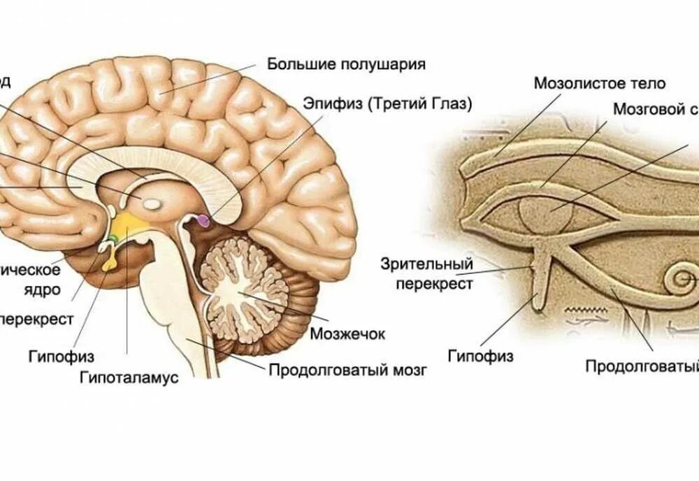 Большое полушарие мозолистое тело мост гипоталамус. Гипофиз гипоталамус шишковидная железа. Таламус гипоталамус гипофиз. Эпифиз головного мозга. Промежуточный мозг эпифиз.