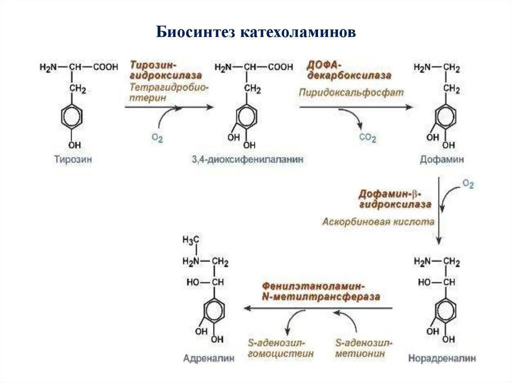 Последовательность реакций биосинтеза. Реакции биосинтеза гормонов щитовидной железы.. Катехоламины Синтез адреналин. Схема синтеза катехоламинов. Синтез гормонов из тирозина.