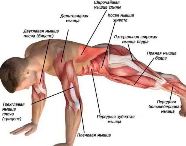 Какие мышцы наиболее развиты. Планка задействованные группы мышц. Мышцы задействованные при планке. Планка упражнение мышцы. Упражнение планка группы мышц.